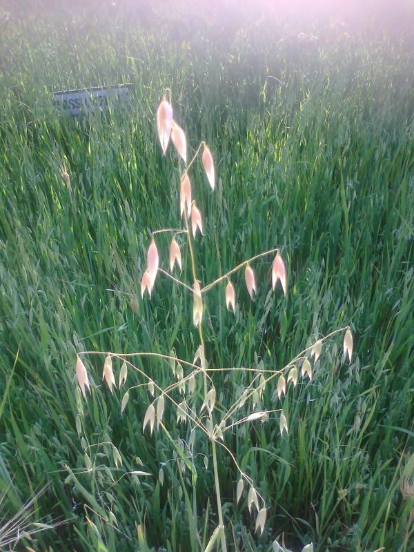 Oats slowly going to seed